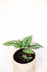 Cyrtandra sp. Sumatera